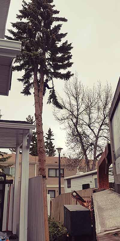 Spruce Removal Tight Spot - Prairie Woodlands Tree Care LTD.