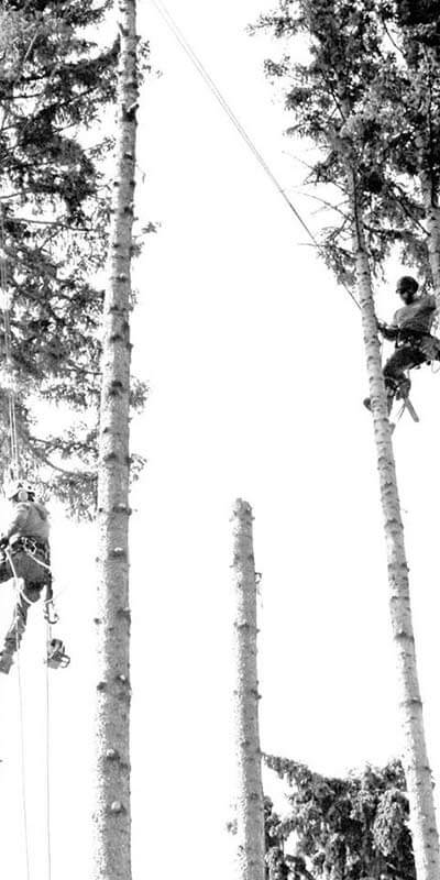 Spruce Removal - Prairie Woodlands Tree Care LTD.