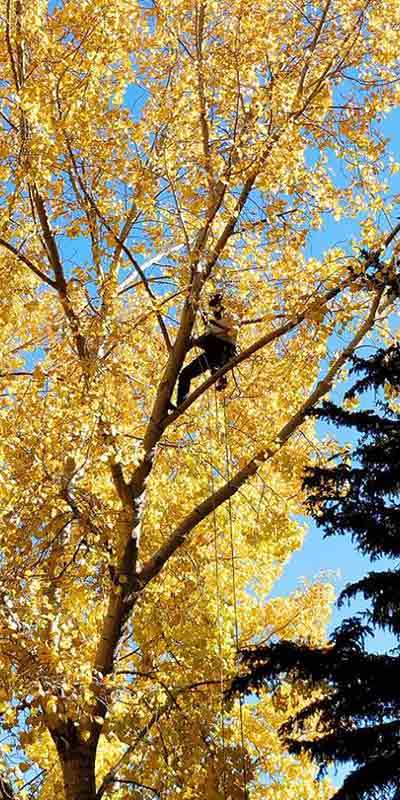 Autumn Prune - Prairie Woodlands Tree Care LTD.