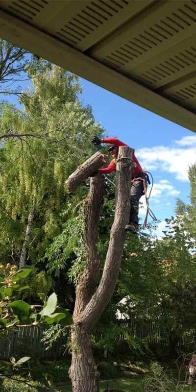 Tree Removal Blocking Down - Prairie Woodlands Tree Care LTD.