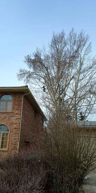 Clearance Pruning - Prairie Woodlands Tree Care LTD.