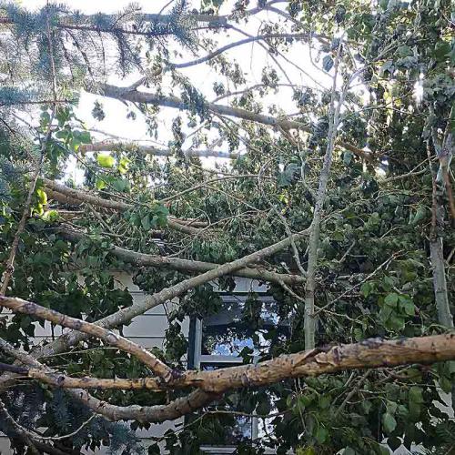 Debbie Wakelam - Prairie Woodlands Tree Care LTD.