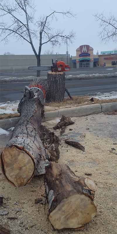 Marlborough Mall - Prairie Woodlands Tree Care LTD.
