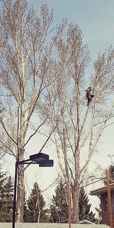 Tree Pruning - Prairie Woodlands Tree Care LTD.