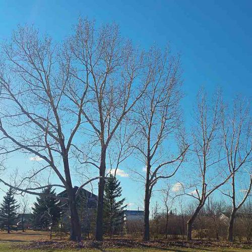 Shelterbelt Pruning - Prairie Woodlands Tree Care LTD.